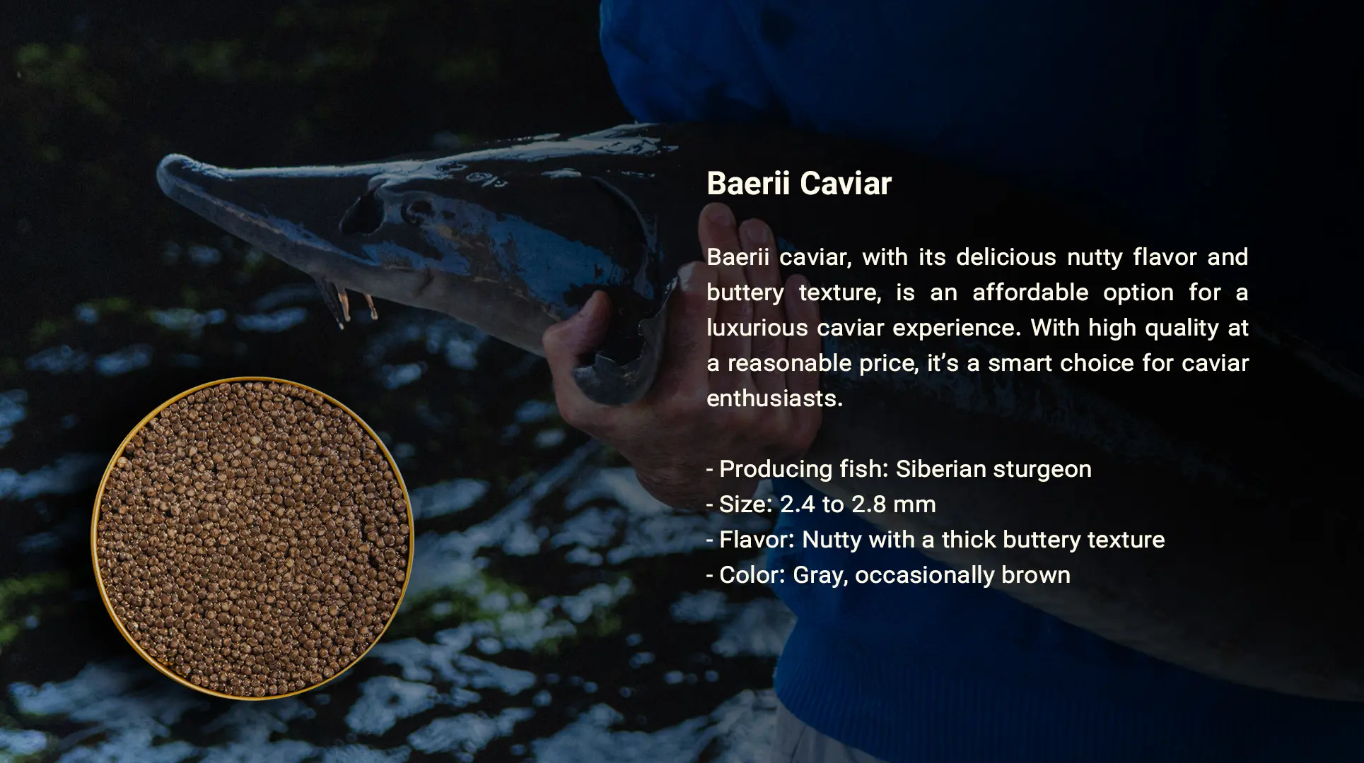 خاویار بری- سایروس خاویار