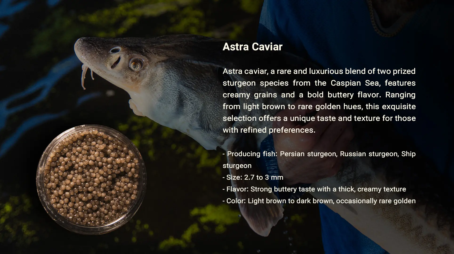 خاویار آسترا - سایروس خاویار