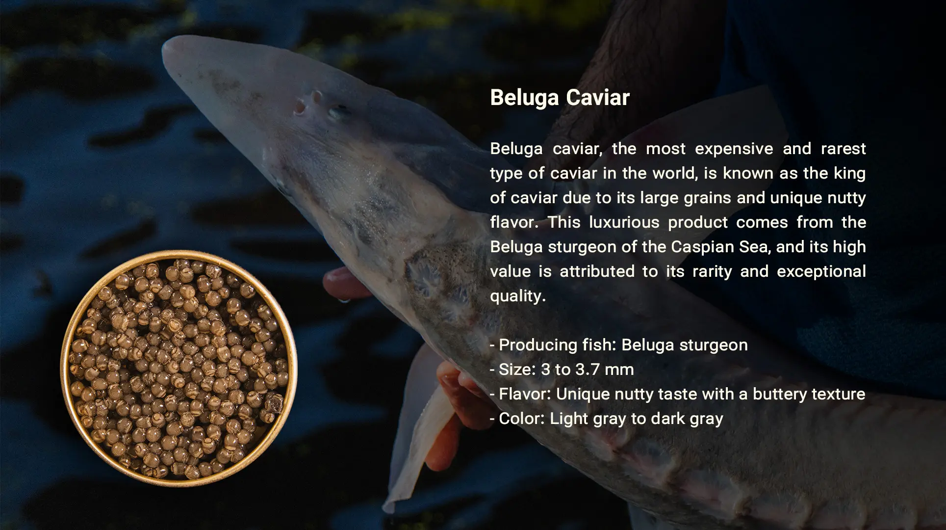 خاویار بلوگا - سایروس خاویار