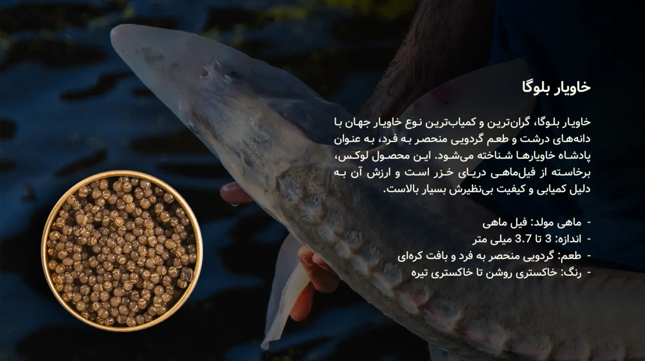 خاویار بلوگا - سایروس خاویار
