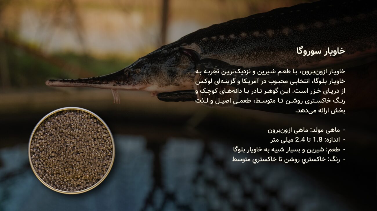 خاویار سوروگا - سایروس خاویار