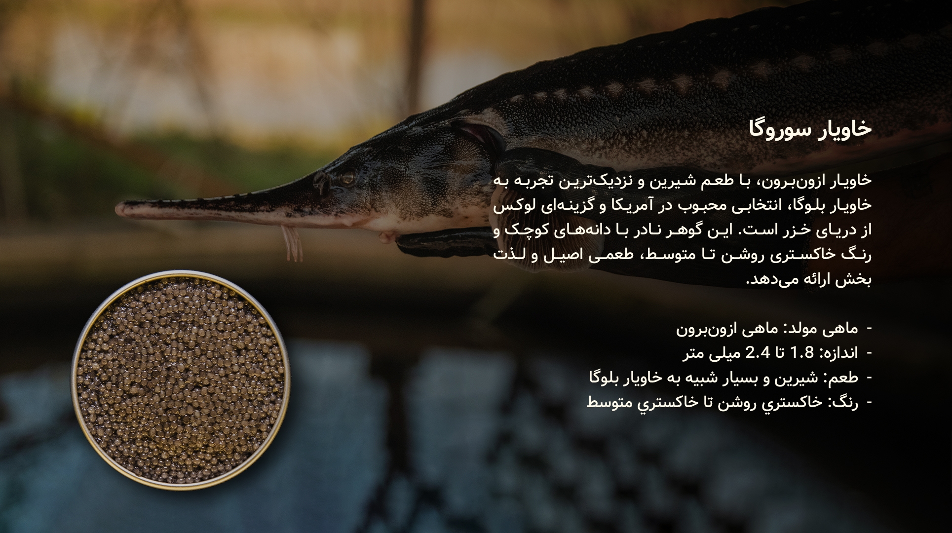 خاویار سوروگا - سایروس خاویار