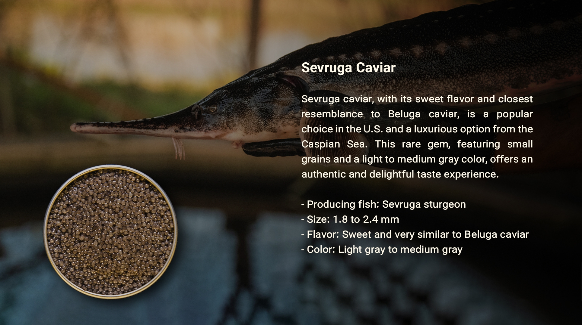 خاویار سوروگا - سایروس خاویار